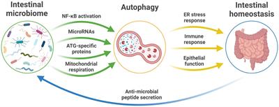 Gut Microbiome Regulation of Autophagic Flux and Neurodegenerative Disease Risks